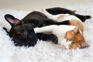 cat and dog. Cute animals are on the bed. Warm white fluffy blanket
