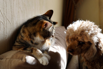 Striped kitten and puppy poodle.
