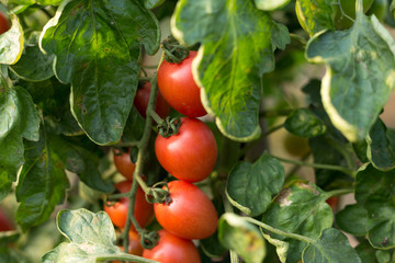 ripe tomatoes in green house