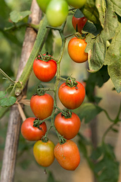 ripe tomatoes in green house