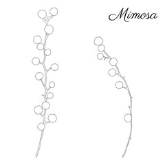 Mimosa flower hand drawn vector illustration isolated on white background, ink doodle sketch, black line art style for design greeting card, wedding invitation, packaging cosmetics, beauty salon, spa