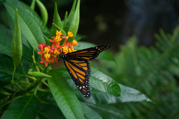 butterfly, butterflies, insect, flowers, plants, trees, nature