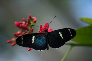 butterfly, butterflies, insect, flowers, plants, trees, nature