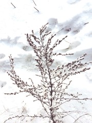 Winter trees and bushes