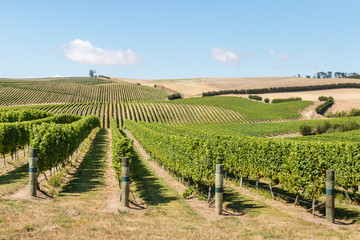 Fototapeta na wymiar grapes growing in vineyard on hills in New Zealand