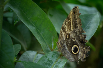 butterfly, butterflies, insect, flowers, plants, trees, nature