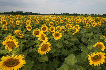 Obraz premium Beautiful sunflowers on a field