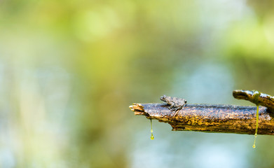 Closeup of green frog