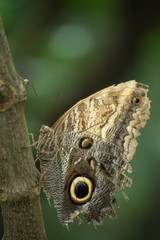 butterfly, butterflies, insect, flowers, plants, trees, nature