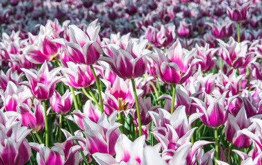 Obraz premium Beautiful tulip flowers in the park