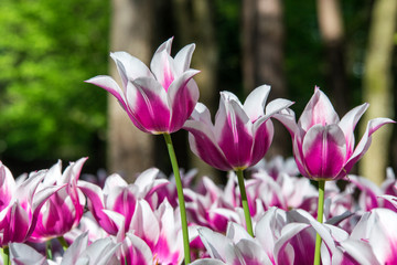 Obraz na płótnie Canvas Beautiful tulip flowers in the park