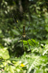 spider