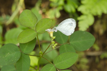 white butterfly