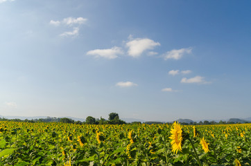 Sunflower field and blue sky in the morning