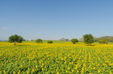 Sunflower field and blue sky in the morning