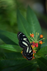 Fototapeta na wymiar butterfly, butterflies, insect, flowers, plants, trees, nature