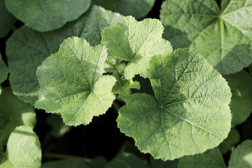 closeup fresh green plants  abstract background