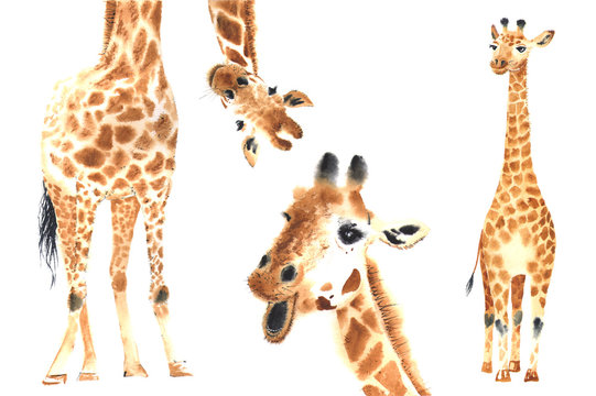 5 125 Best Giraffe Watercolour Images Stock Photos Vectors Adobe Stock