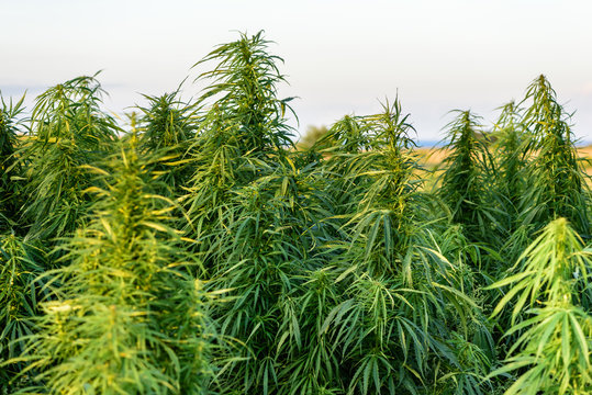 Herbal cannabis plants