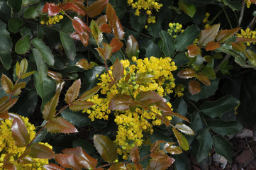 Small yellow flowers mahonia