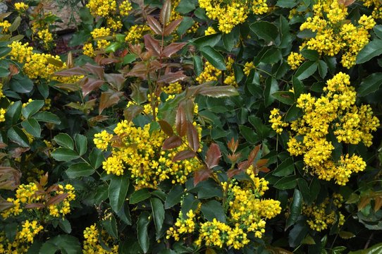 Small yellow flowers mahonia