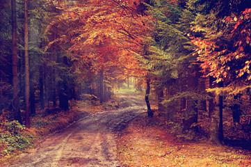 Magic dark forest. Autumn forest scenery with rays of warm light. Mistic forest. Beskid Mountains. Poland