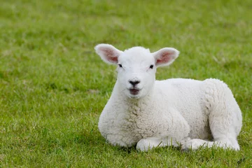 Photo sur Aluminium Moutons lamb lying on pasture