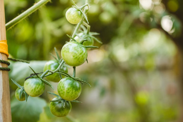 Ripe organic tomatoes plants growing on a branch.