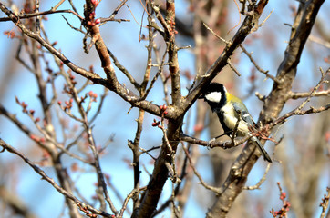 Naklejka premium シジュウカラ