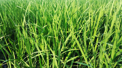 Rice Plant