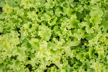 Fresh lettuce leaves texture, green salad, Selective focus.