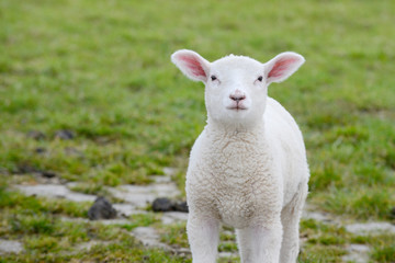 Obraz premium lamb standing on pasture