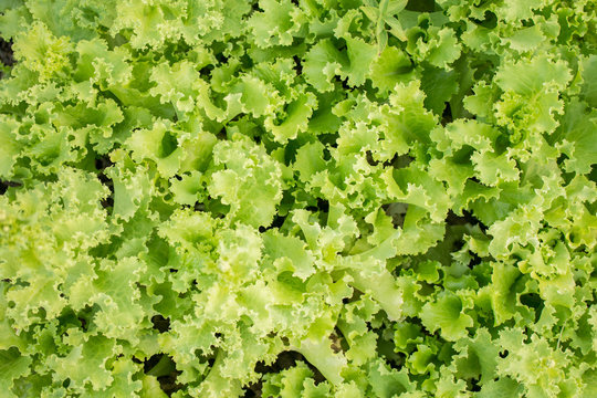 Fresh lettuce leaves texture, green salad, Selective focus.