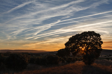 Silueta de encinas y cielo al atardecer. Quercus ilex.