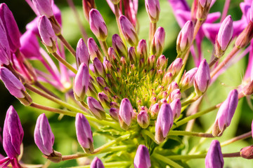 Obraz premium The flowers are beautiful and refreshing. Its beautiful