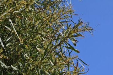 Flower buds on a mimosa tree before blossoming
