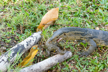 Varanus salvator eating frog in the park.