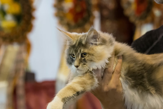 Chat de race en concours