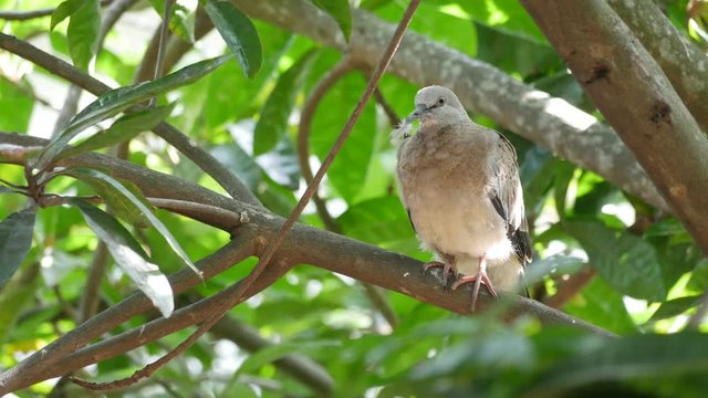 Dove on tree cleaning feather.