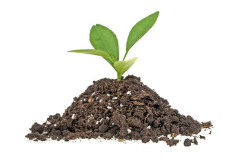 Young plant with humus isolated on white background