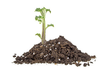 Young sprout of potato in soil humus on a white background