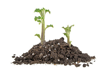 Young sprouts of potato in soil humus on a white background