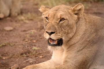 African lioness lying resting after feeding on a giraffe kill with her pride