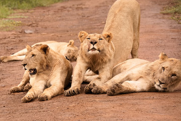 Three sub-adult African male lions lying resting after gorging themselves on a giraffe kill