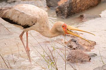 Obraz premium Yellow billed stork catching fish in the rapids of a small stream after heavy rains