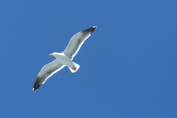 Underside View Western Single Seagull Flying, Soaring Wings Extened Against Deep Blue Sky, No Clouds, Daytime - Northern California