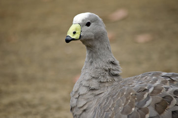cape barren goose
