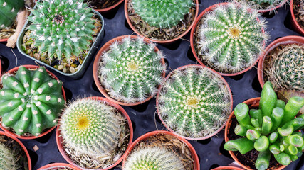 Succulent cactus in a garden.