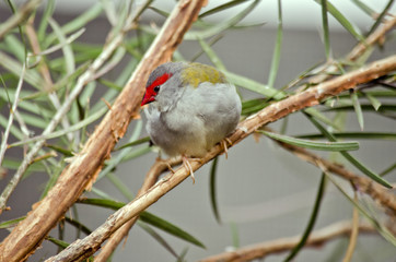 red browed finch