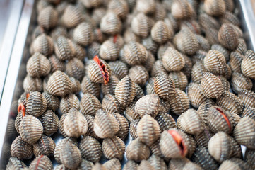 Blood cockle, Fresh cockle, cockle Backgrounds.